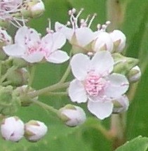 Broad Leaved Meadowsweet – Flowers