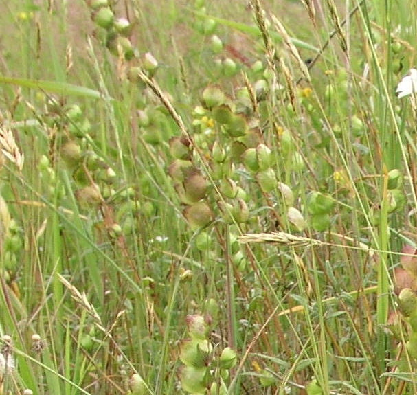 Yellow Rattle – Infestation