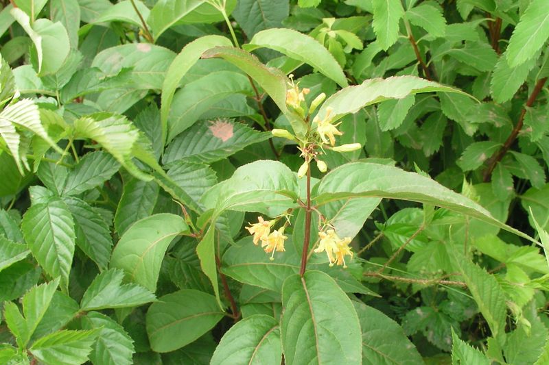 Bush Honeysuckle – Young Plants