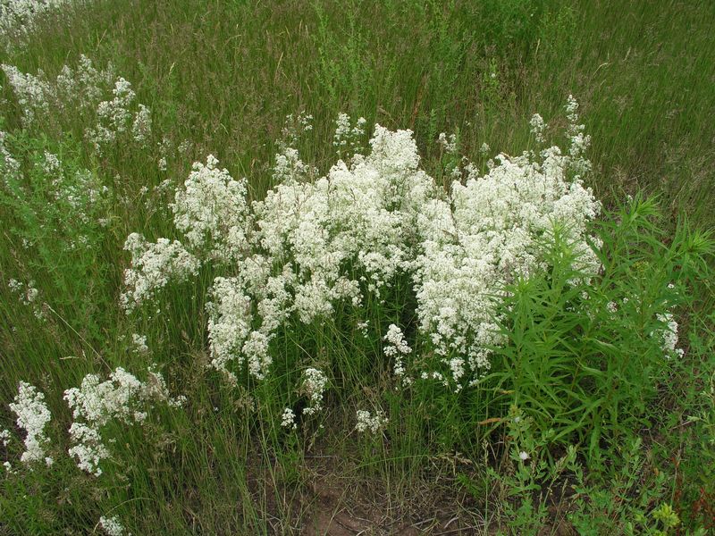 Northern Bedstraw – Infestation