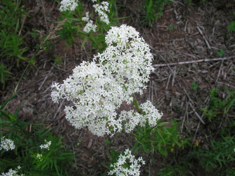 Northern Bedstraw – Flowering Head