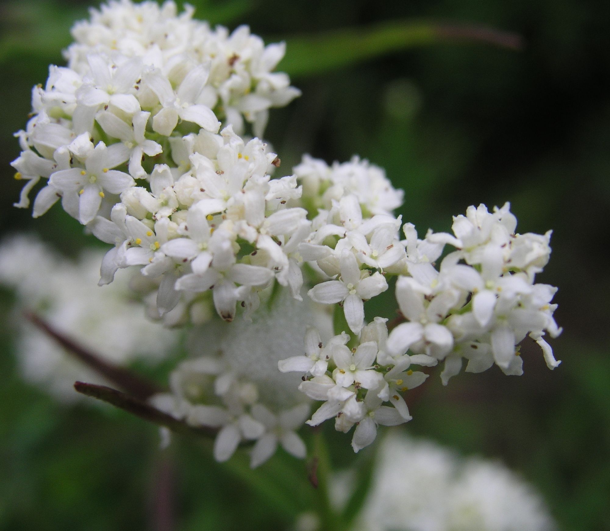 Smooth Bedstraw – Flower