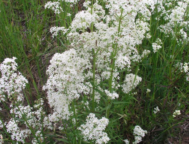 Smooth Bedstraw – Flowering Stalk