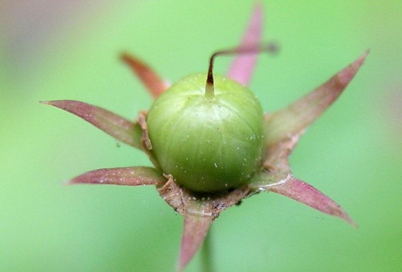 Star Flower – Fruiting Capsule