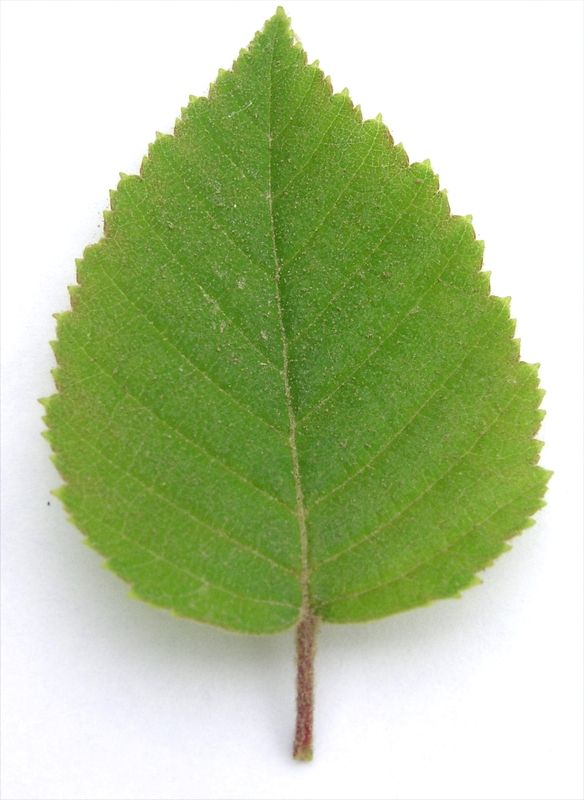 Speckled Alder – Leaf