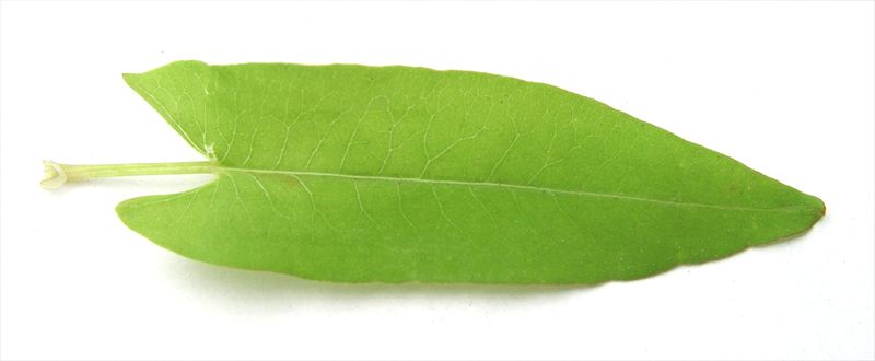 Arrow-Leaved Smartweed – Leaf