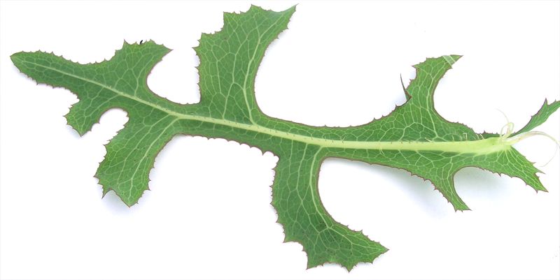 Canada Lettuce – Leaf