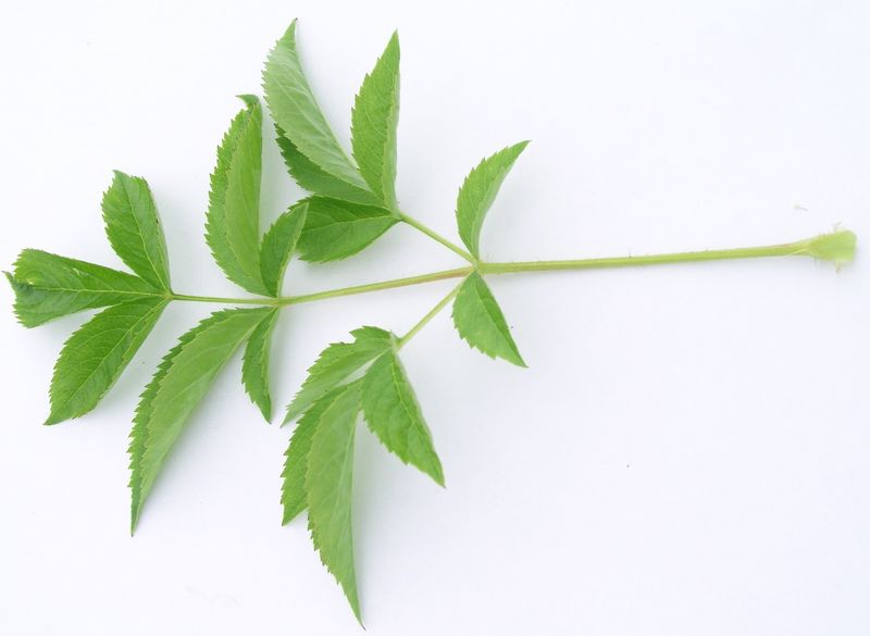 Bristly Sarsparilla – Leaves