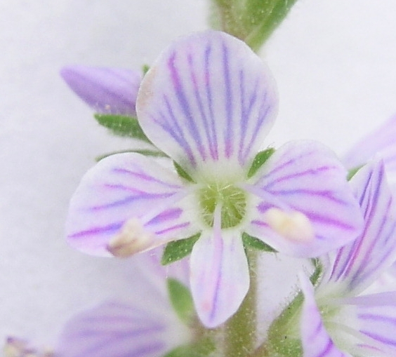 Common Speedwell – Flower