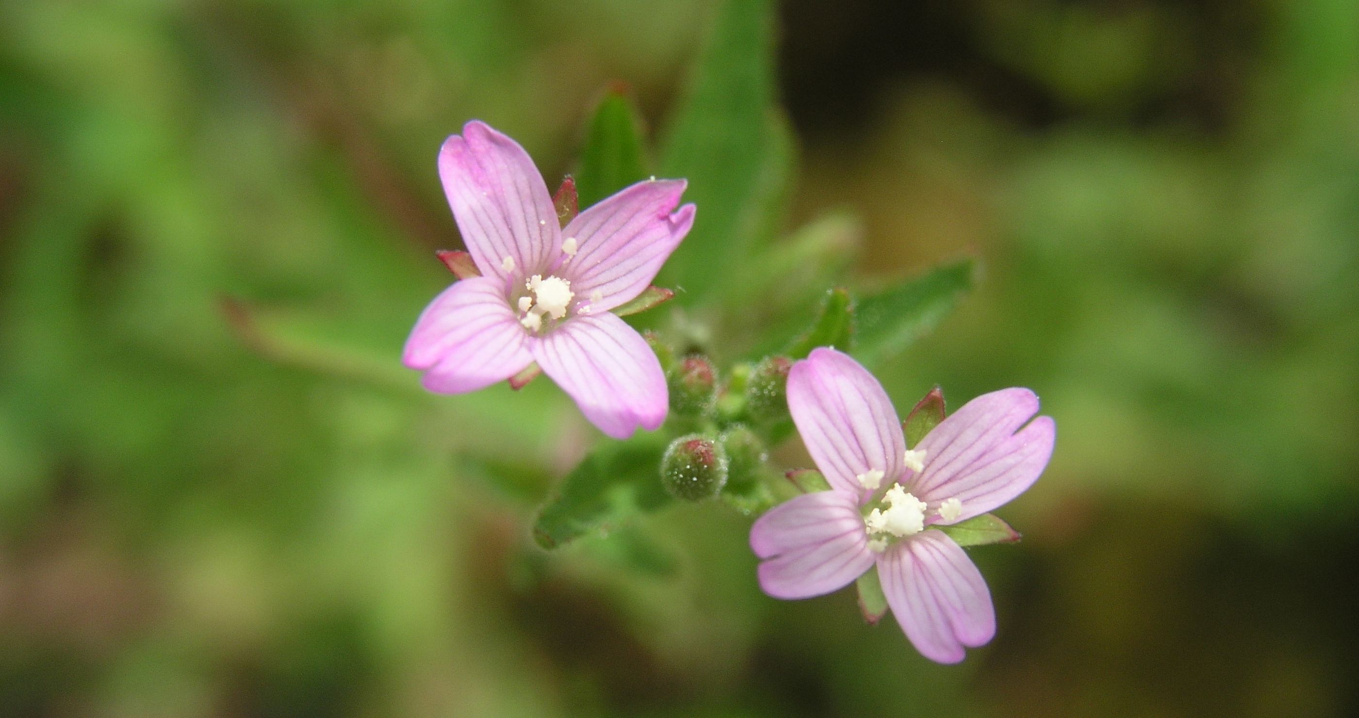 Willow Herb – Flowers