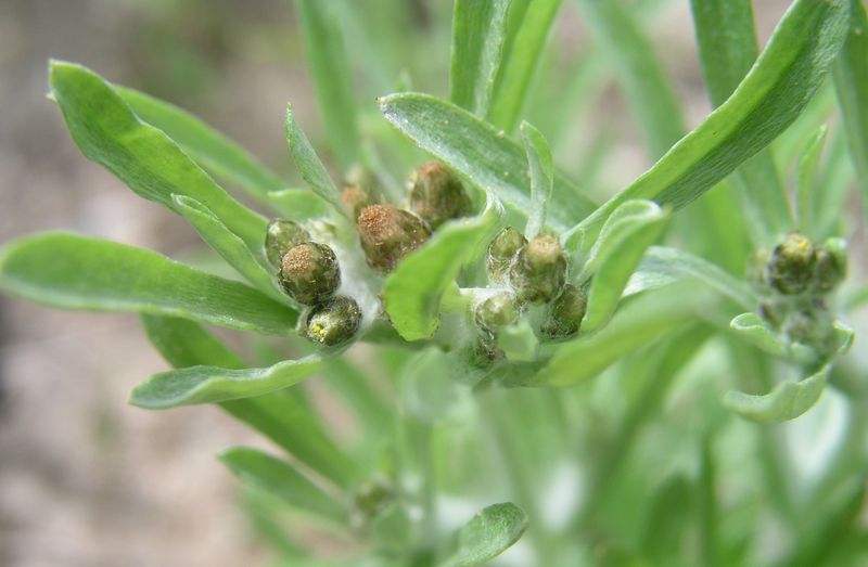 Low Cudweed – Flower Heads