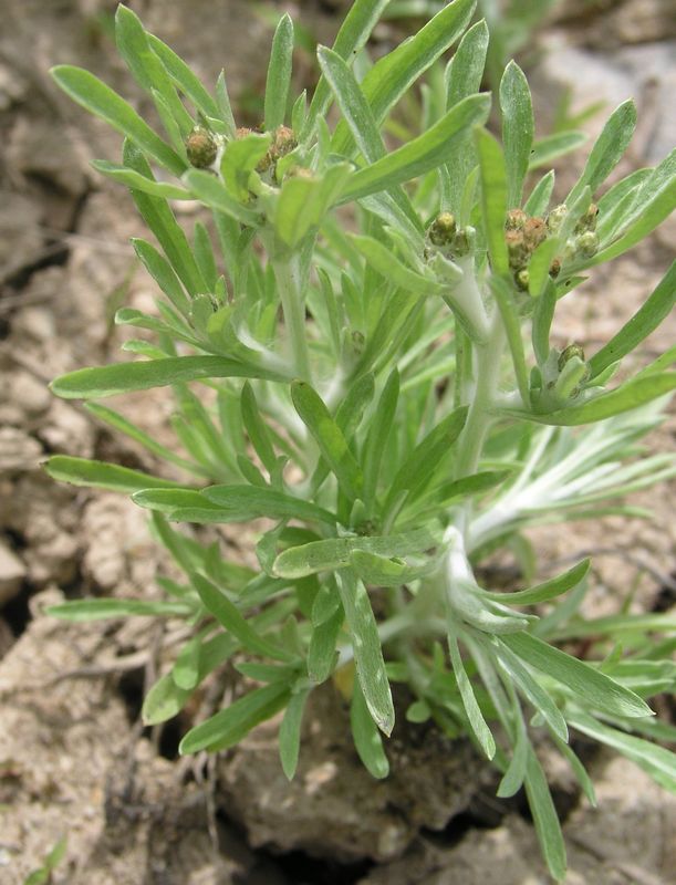 Low Cudweed – Wooly Leaves