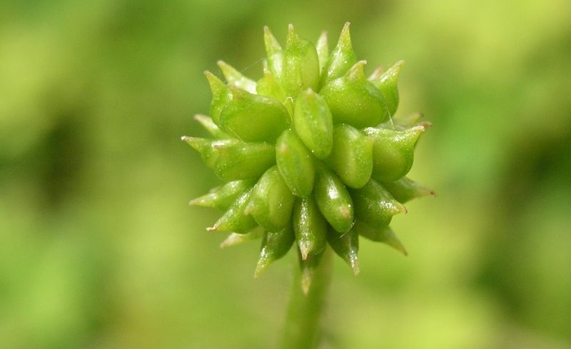 Tall Buttercup – Young Fruit