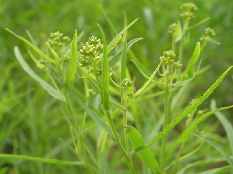 Narrow-Leaved Goldenrod – Buds