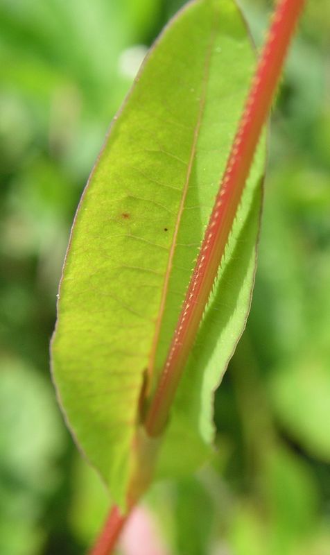 Arrow-Leaved Smartweed – Downward Bristles