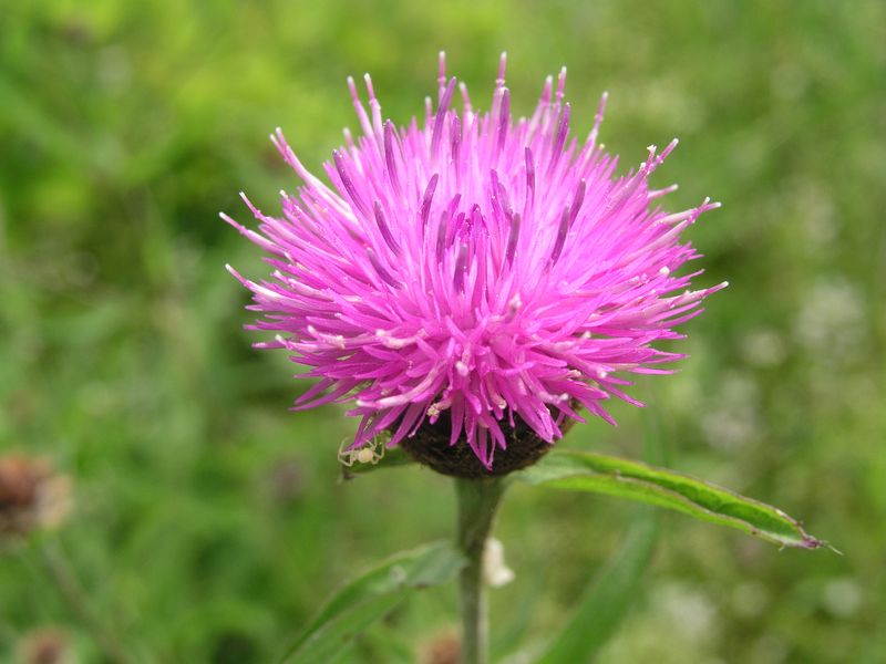 Black Knapweed – Flower