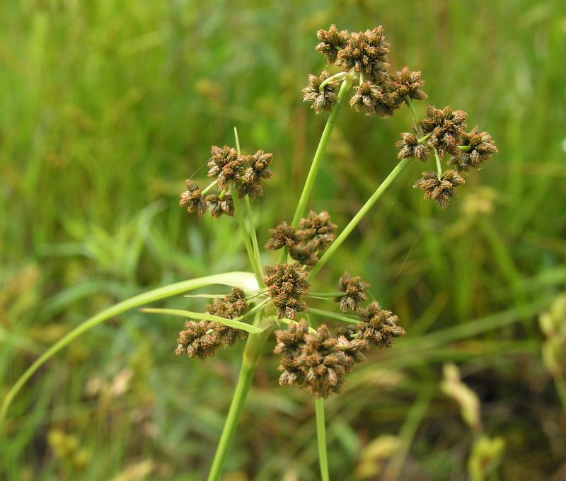 Black Bulrush – Flowering Head