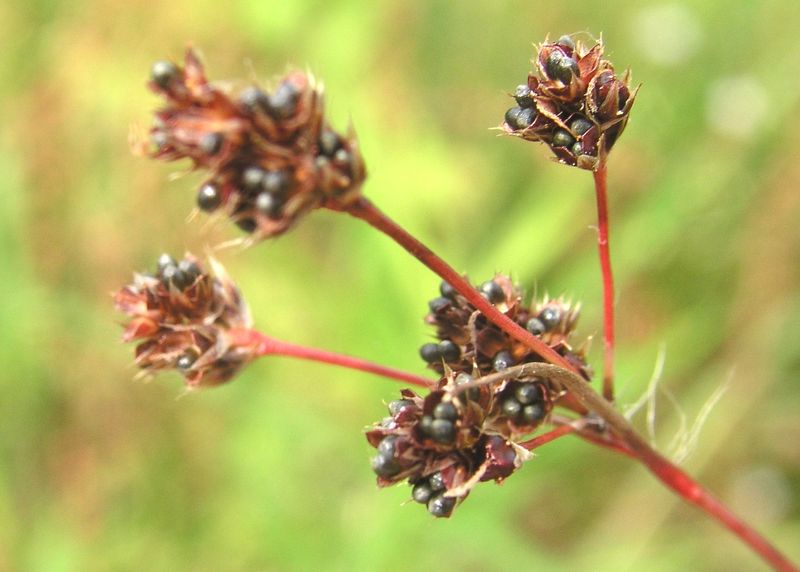 Common Woodrush – Seed Capsules