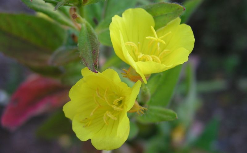 Yellow Evening Primrose – Flower