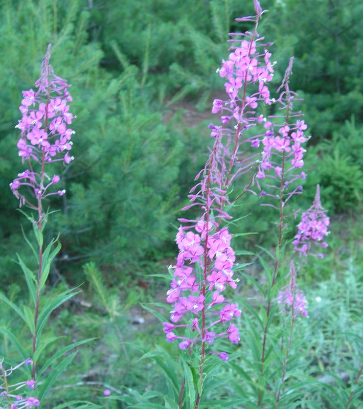 Fireweed – Mature Plant