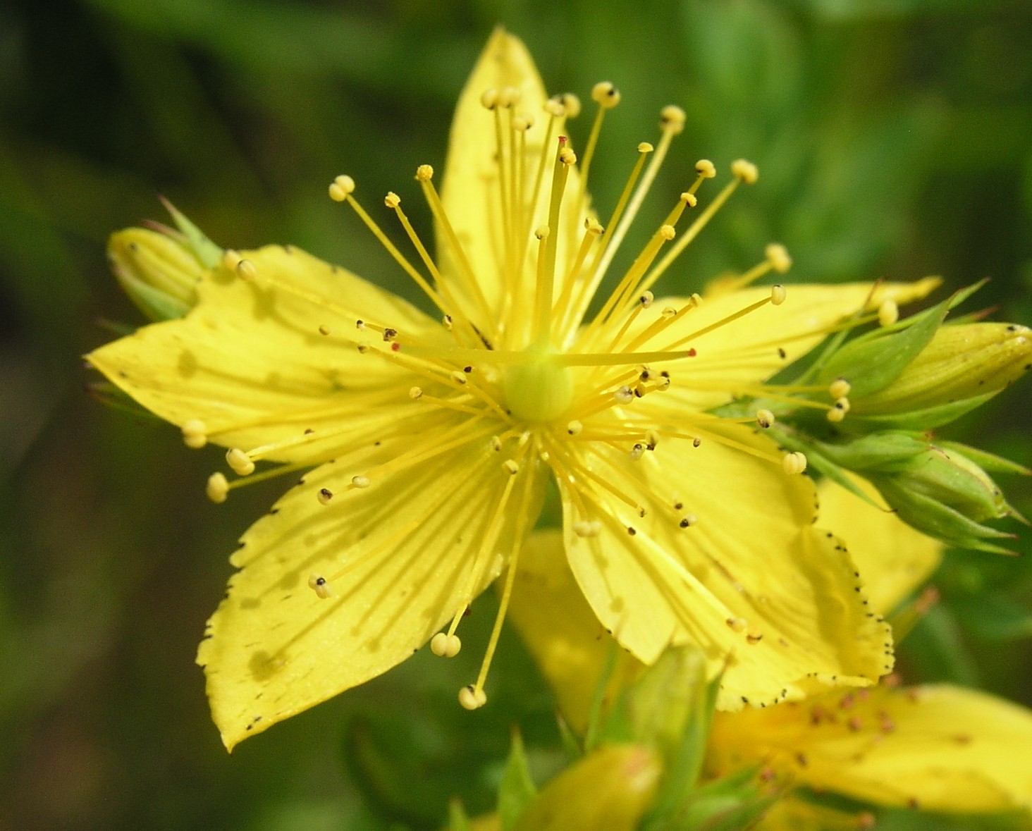St. John's Wort – Flower