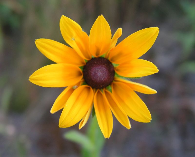 Black-Eyed Susan – Flower