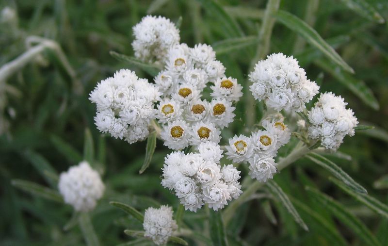 Pearly Everlasting – Flowering Head