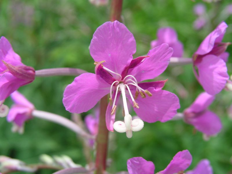 Fireweed – Flower