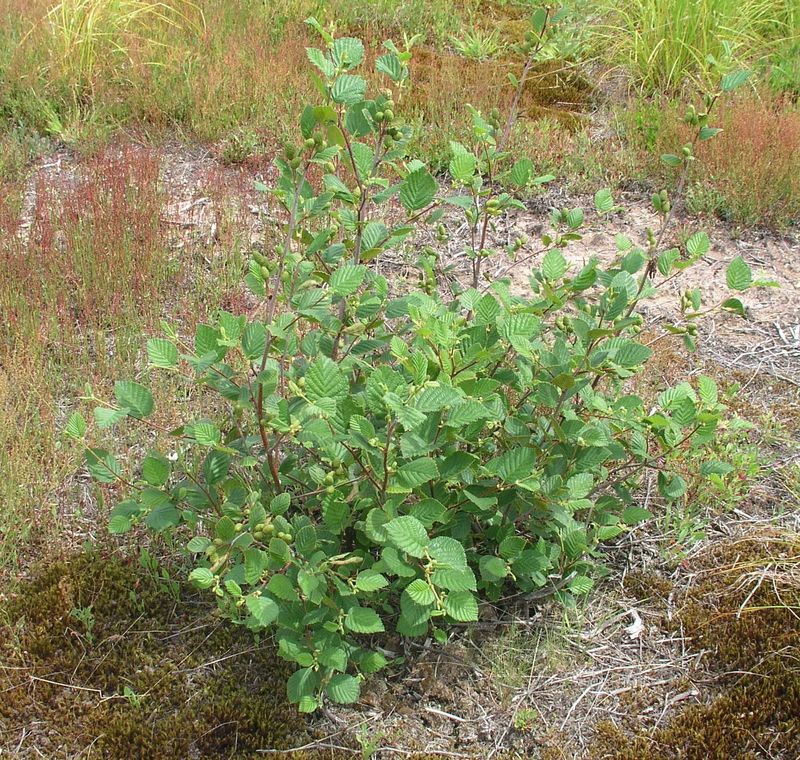Speckled Alder – Young Shrub