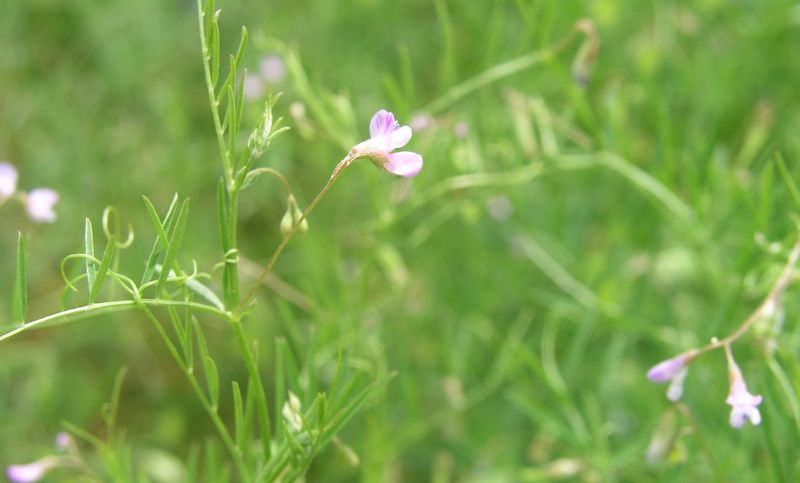 Common Vetch – Mature Plant