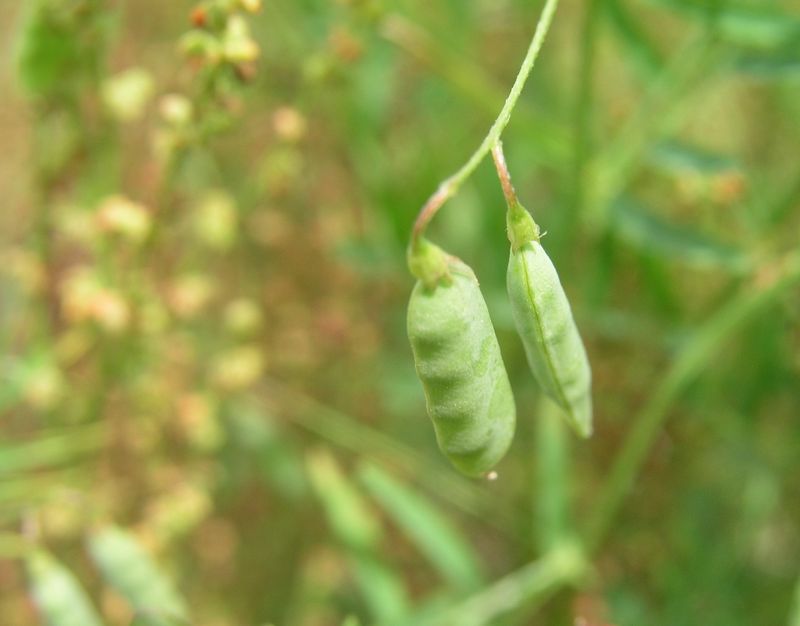 Common Vetch – Seed Pod
