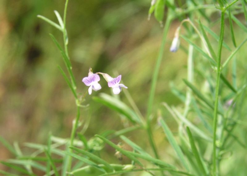 Common Vetch – Paired Flowers