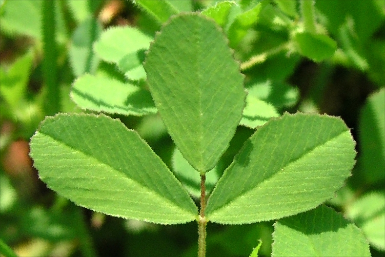 Large Hop Clover – Compound Leaf