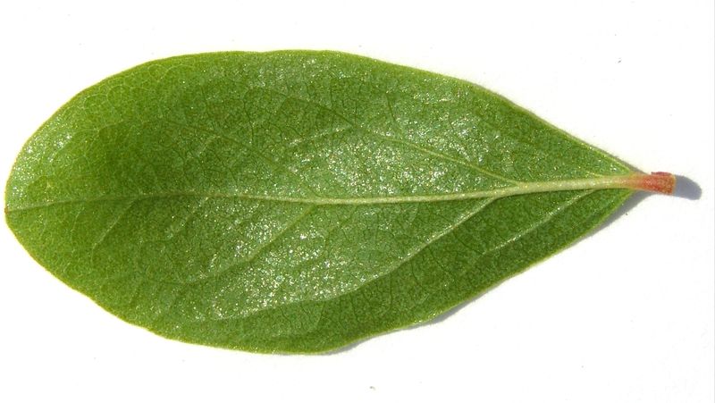Black Huckleberry – Leaf