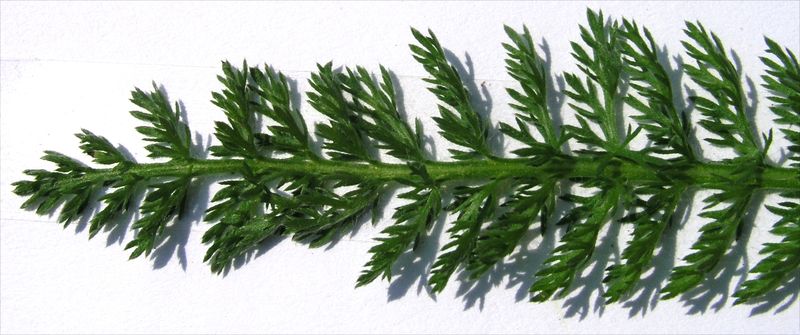 Common Yarrow – Leaf