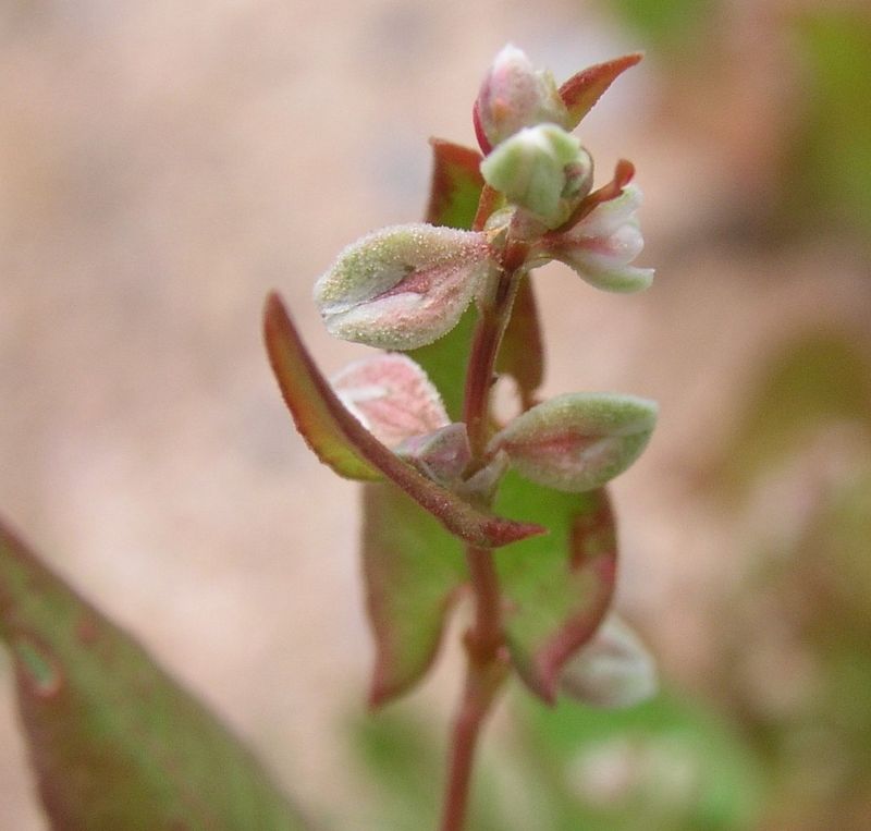 Wild Buckwheat – Flowers