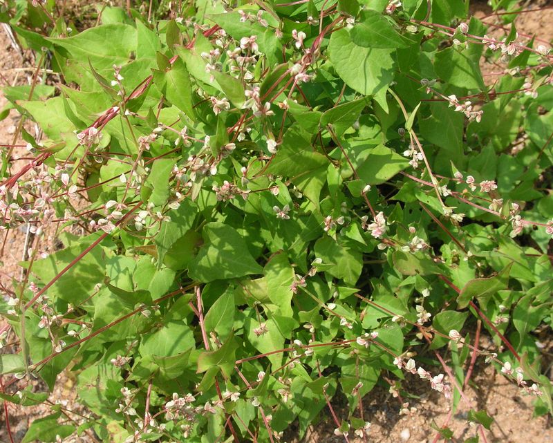 Wild Buckwheat – Mature Plant