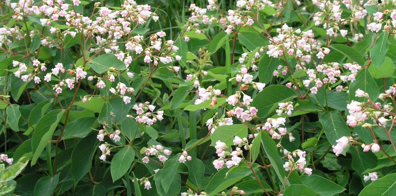 Spreading Dogbane – Full Flowers