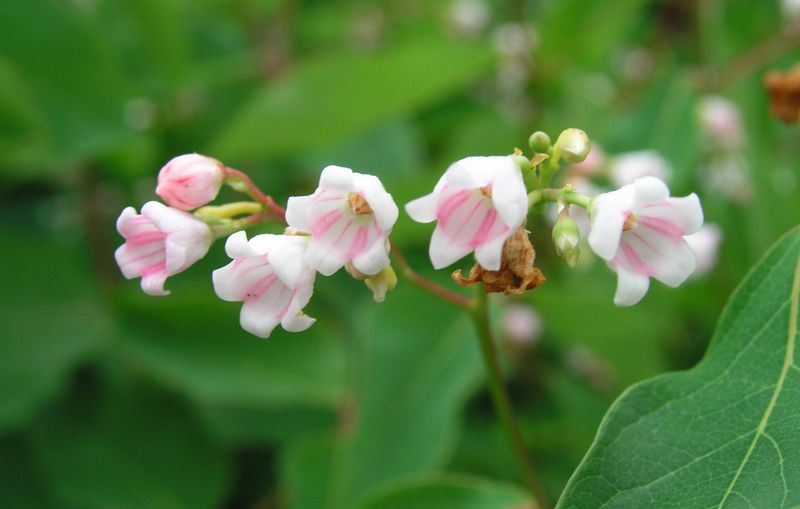 Spreading Dogbane – Flowers