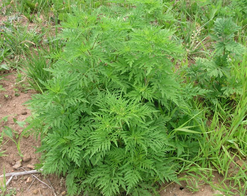 Common Ragweed – Mature Plant