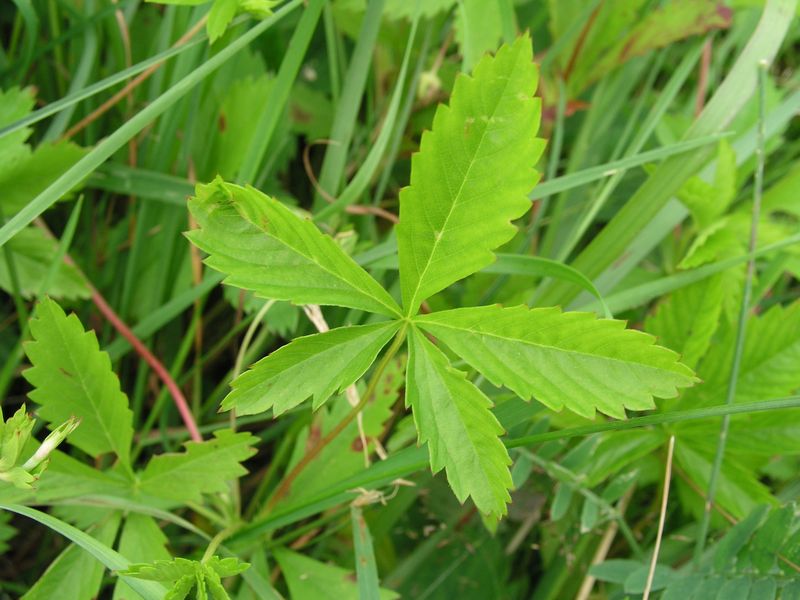 Five Fingered Cinquefoil – Leaf
