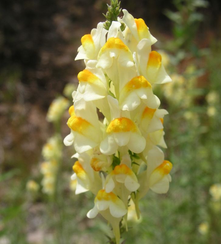 Yellow Toadflax – Flower