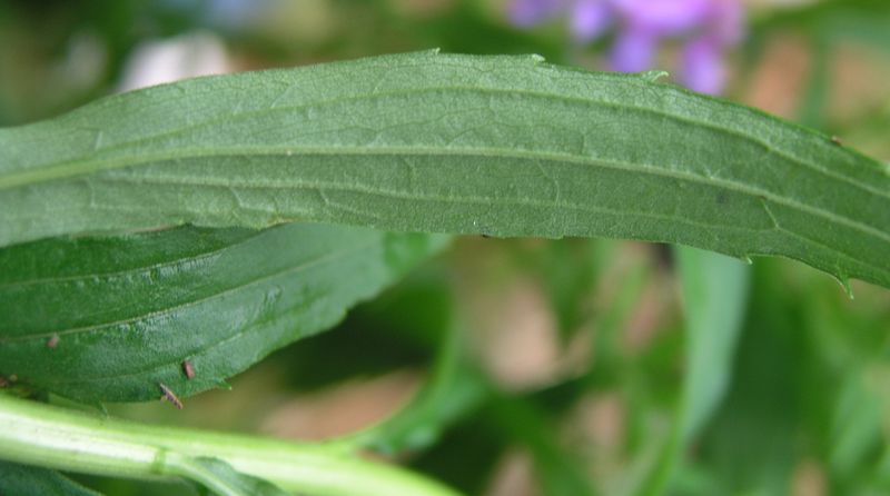 Canada Goldenrod – Leaf