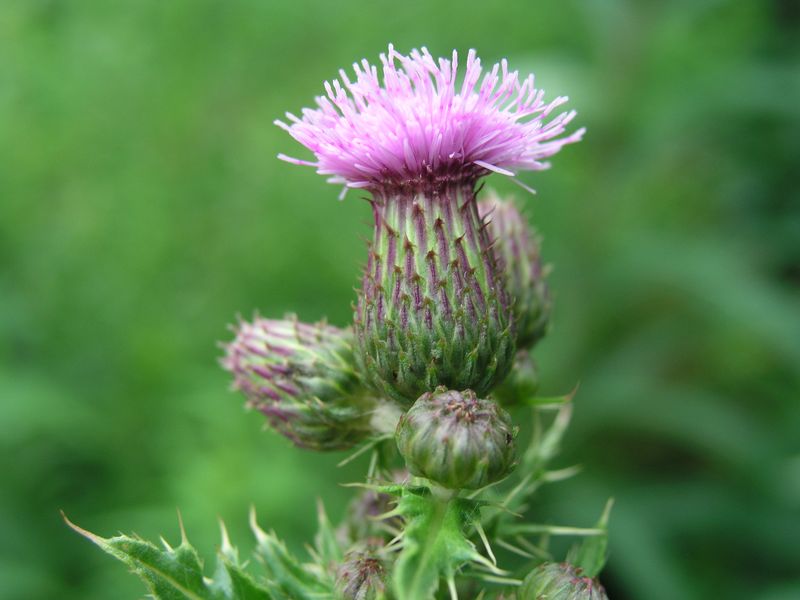 Canada Thistle – Bracts