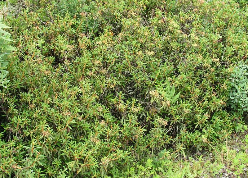 Labrador Tea – Mature Plant