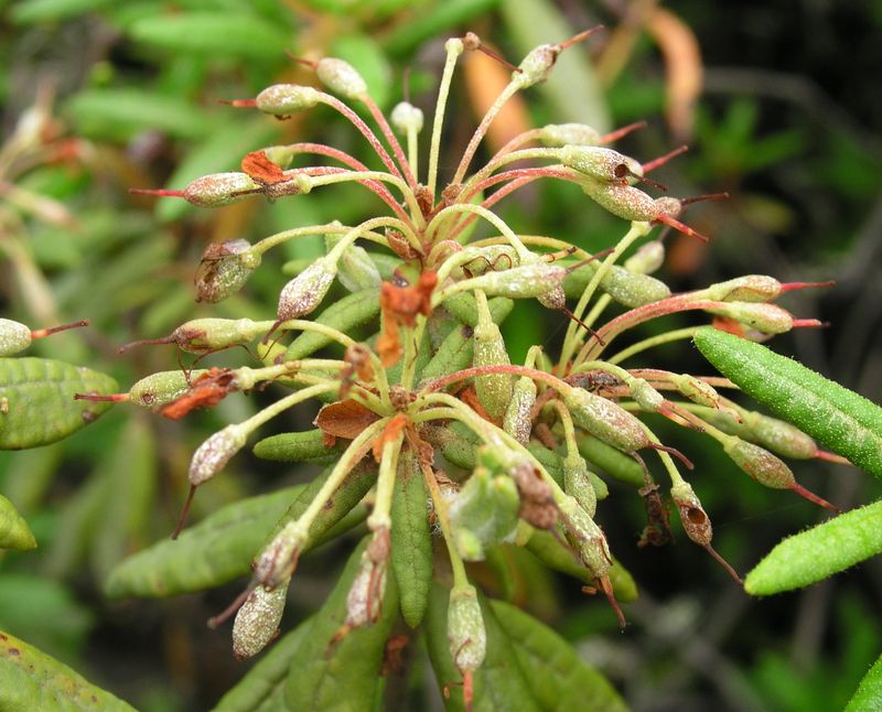 Labrador Tea – Fruit