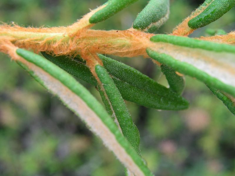 Labrador Tea – Stem
