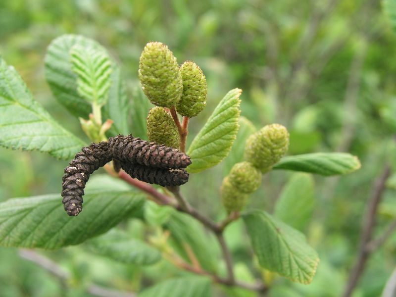 Speckled Alder – Catkins