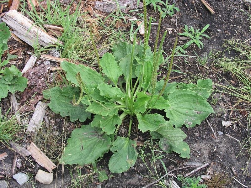 Broad-Leaved Plantain Mature Plant