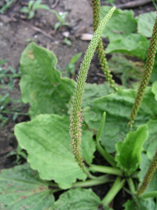 Broad-Leaved Plantain – Spike